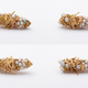Image for article titled These Insects Build Carapaces of Gold and Pearl